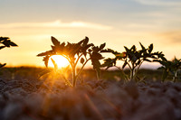 Seminis2021_CA_36