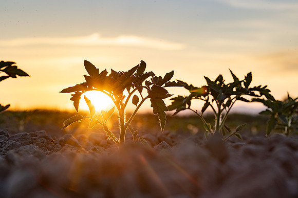 Seminis2021_CA_36