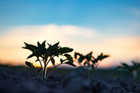 Seminis2021_CA_15