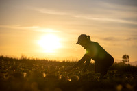 Seminis2021_CA_258