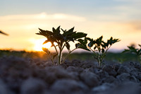 Seminis2021_CA_26