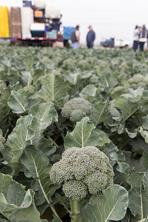 Broccoli_Harvest_SV0097_CA_0124
