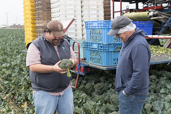 Broccoli_Harvest_SV0097_CA_0083