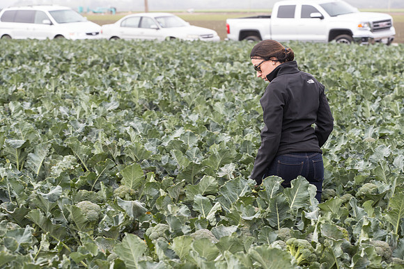 Broccoli_Harvest_SV0097_CA_0165
