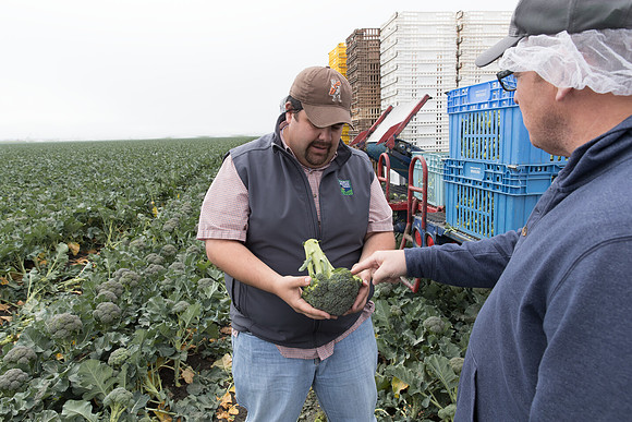 Broccoli_Harvest_SV0097_CA_0090