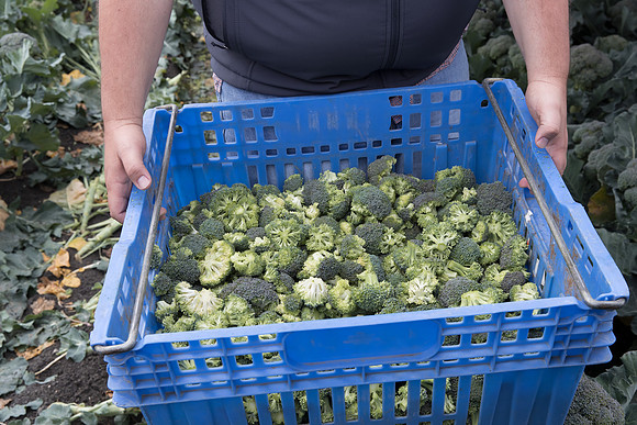 Broccoli_Harvest_SV0097_CA_0058