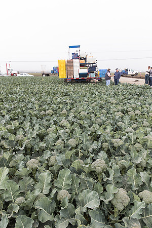 Broccoli_Harvest_SV0097_CA_0100
