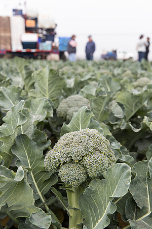Broccoli_Harvest_SV0097_CA_0119