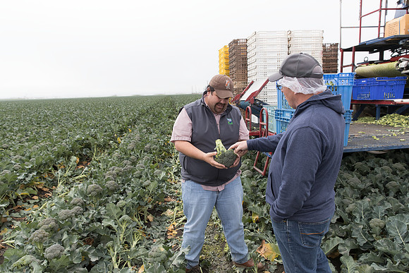 Broccoli_Harvest_SV0097_CA_0088