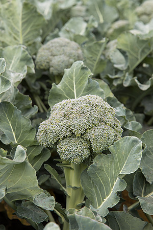 Broccoli_Harvest_SV0097_CA_0126