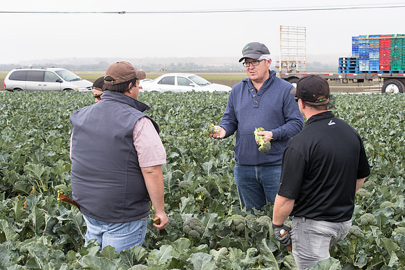 Broccoli_Harvest_SV0097_CA_0161