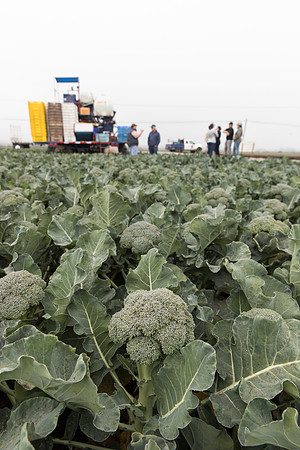 Broccoli_Harvest_SV0097_CA_0118