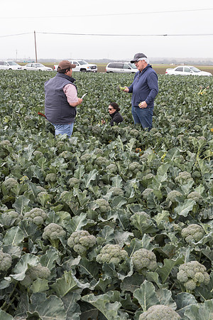 Broccoli_Harvest_SV0097_CA_0156