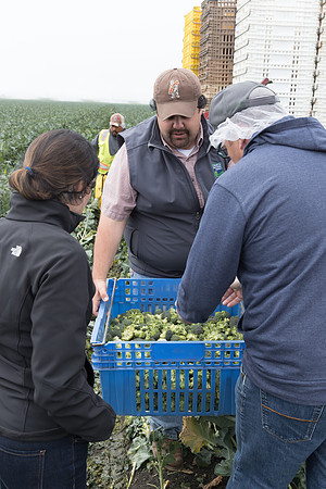 Broccoli_Harvest_SV0097_CA_0041