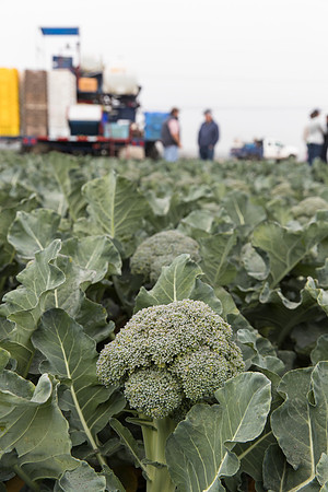 Broccoli_Harvest_SV0097_CA_0121