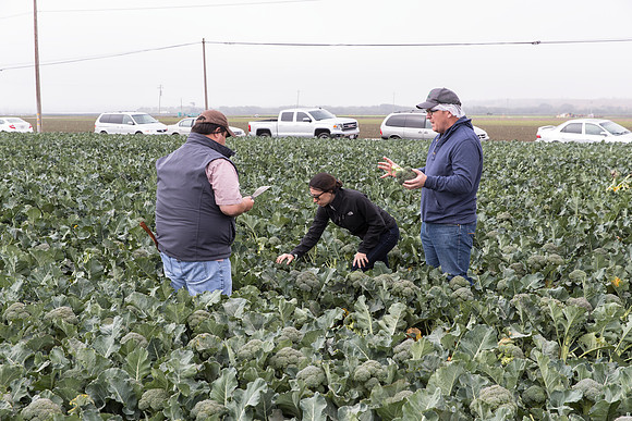 Broccoli_Harvest_SV0097_CA_0149