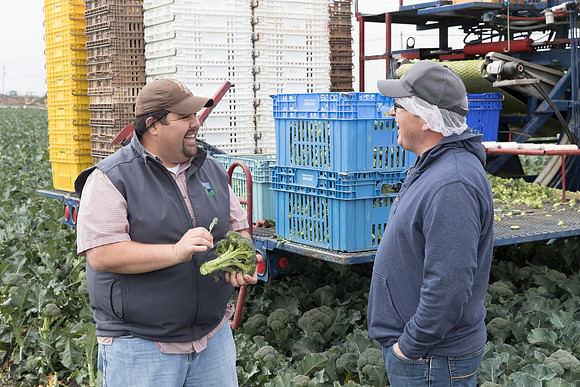 Broccoli_Harvest_SV0097_CA_0079