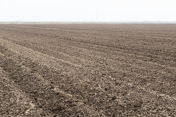 Broccoli_Harvest_SV0097_CA_0001