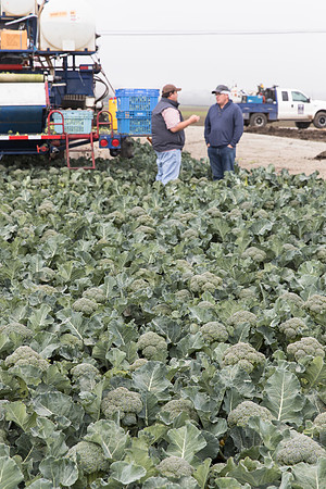 Broccoli_Harvest_SV0097_CA_0105