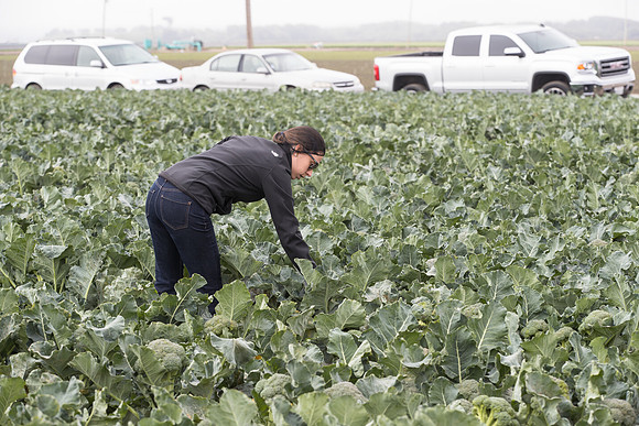 Broccoli_Harvest_SV0097_CA_0170