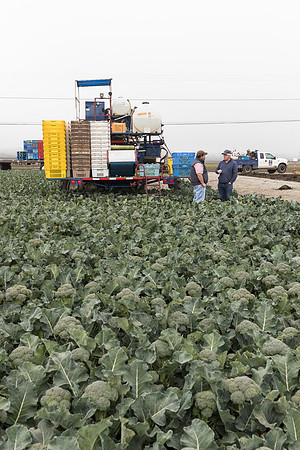 Broccoli_Harvest_SV0097_CA_0096