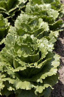 Lettuce_SV4868LG_CA_0050