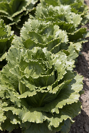 Lettuce_SV4868LG_CA_0050