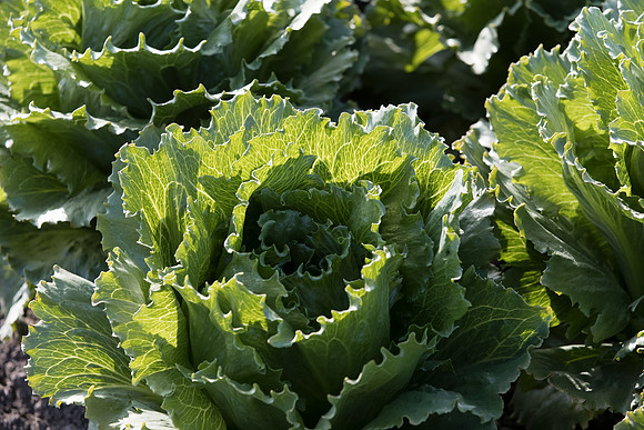 Lettuce_SV4868LG_CA_0019