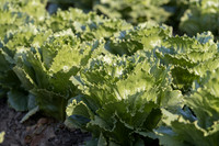 Lettuce_SV4868LG_CA_0022