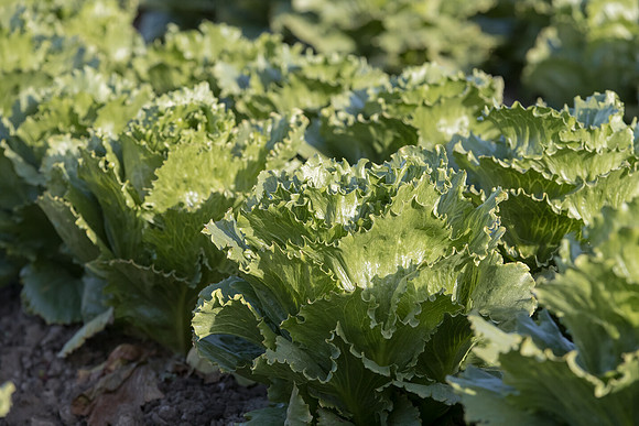Lettuce_SV4868LG_CA_0022