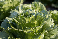 Lettuce_SV4868LG_CA_0033