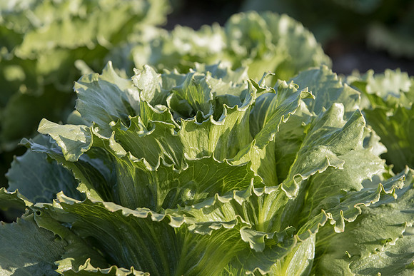 Lettuce_SV4868LG_CA_0033