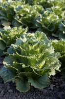 Lettuce_SV4868LG_CA_0029