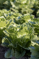 Lettuce_SV4868LG_CA_0027