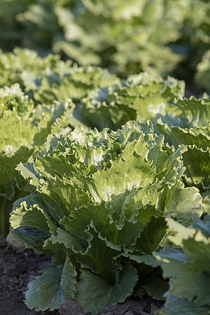 Lettuce_SV4868LG_CA_0027