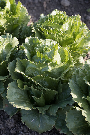 Lettuce_SV4868LG_CA_0005
