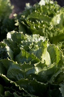 Lettuce_SV4868LG_CA_0006