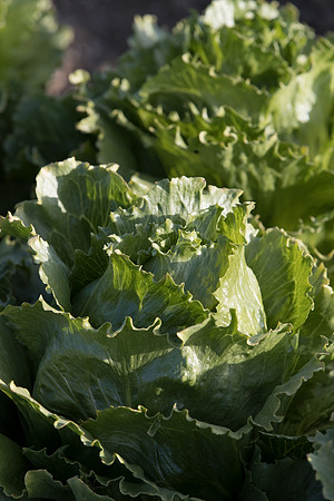 Lettuce_SV4868LG_CA_0006