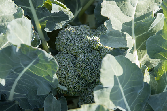 Broccoli_SV1810BL_CA_0014