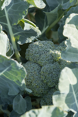 Broccoli_SV1810BL_CA_0018