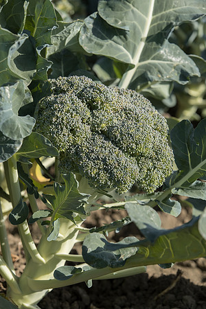 Broccoli_SV1810BL_CA_0006