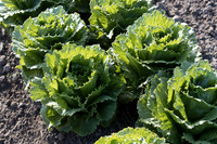 Lettuce_SV4868LG_CA_0015