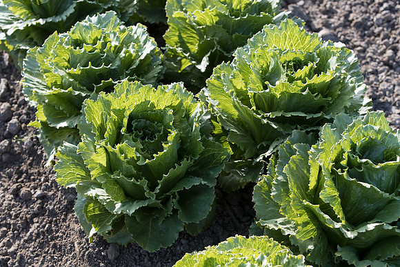 Lettuce_SV4868LG_CA_0015