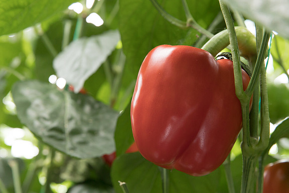 Peppers_DR6018PB_0105