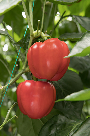 Peppers_DR6018PB_0153