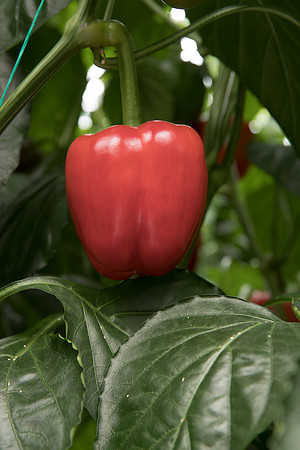 Peppers_DR6018PB_0122