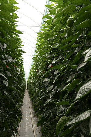Peppers_DR6018PB_0027
