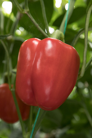 Peppers_DR6018PB_0116