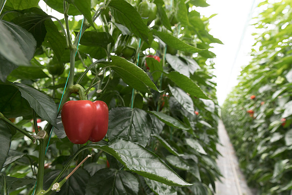 Peppers_DR6018PB_0038