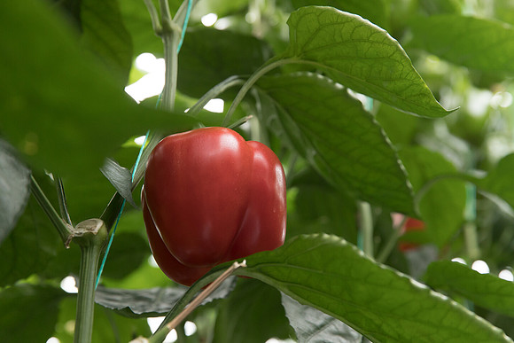 Peppers_DR6018PB_0036